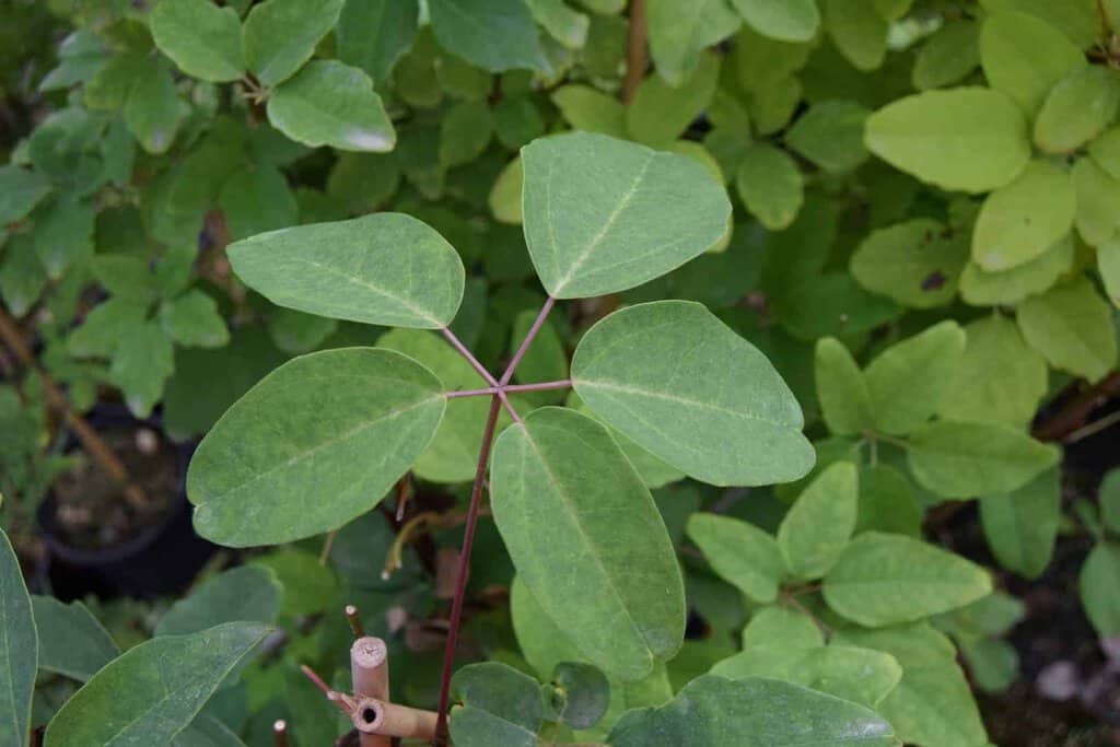 Akebia quinata 40-60 cm